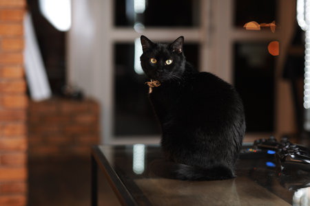 Domestic adult black cat with gold eyes and collar on neck sitting on glass table at home stylish interior, looking at camera. fluffy animal. copy spaceの写真素材