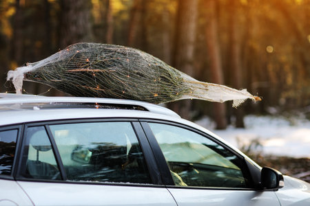 Christmas tree with garlands tied on a roof car in the snowy forest with sunlight. Fresh cut natural fir in net for xmas festival holiday decoration, symbol of family event, new year. tree market.の写真素材
