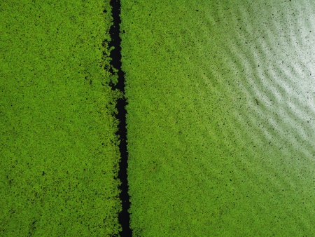 Aerial view of wetlands in Skadar lake. Boat road between by green lily pads, water chestnut, trap, moss covering the water national park, summer in Montenegro, circling, drone shotの写真素材