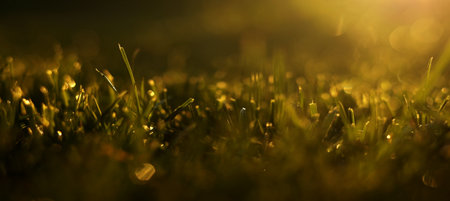 Close up spraying water on green lawn grass with garden watering can, sprayer hose or automatic sprinkler irrigation system in sunlight. Home gardening care concept at summertime. garden equipmentの写真素材