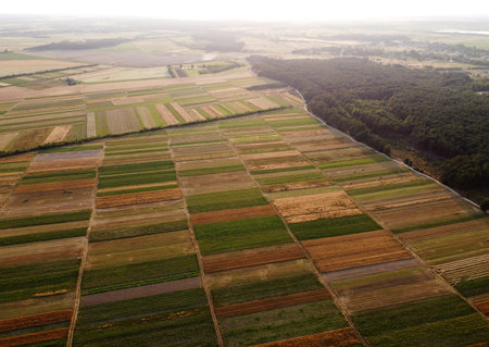 Aerial view of cultivated green fields and agricultural parcels with gold wheat, straw rolls....