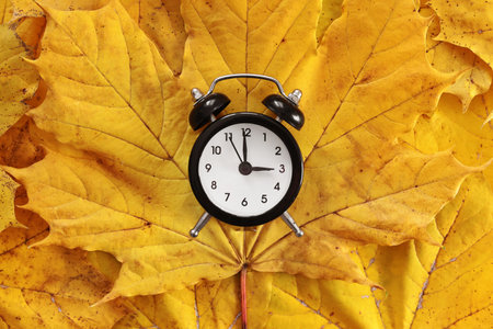 back to school. Classic black and white alarm clock on bright yellow maple autumn leaves. Concept of...