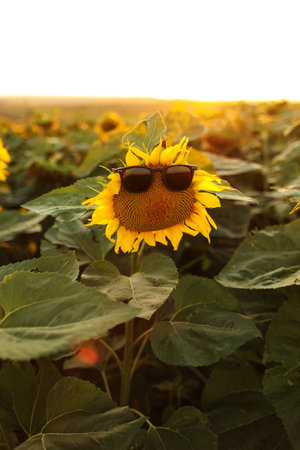 Close up of bright yellow blooming sunflower wearing sunglasses in a field on sunset. Summer holiday vacation and weekend concept. Fun idea of sunflower face in summertime for positive bannerの写真素材