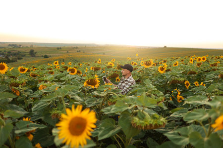 Smart farmer. Young agronomy is using smart digital tablet at sunflower field. Technology wireless device to study, research, examening or checking harvest. Innovation agriculture businessの写真素材