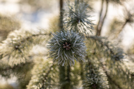 Close up young evergreen pine tree branches with long its needles in the forest or park on sunny...