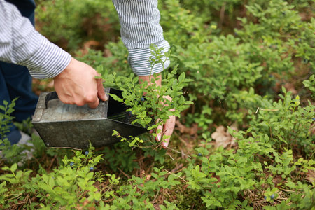 Blueberry harvest. Process of collects and picks wild seasonal berries in forest. Women hands pick blueberries with berry scoop tool, plucking bilberries with special rake, harvesting comb at farm.の写真素材