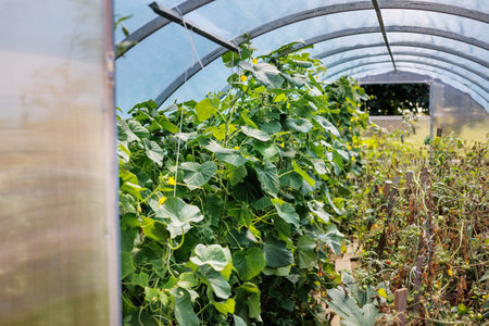 Cucumbers and tomatoes grow inside polycarbonate greenhouse solar arc, sunlight through transparent walls. Concept of growing crops in a closed ground. Industrial agriculture, gardening, agribusiness.の写真素材