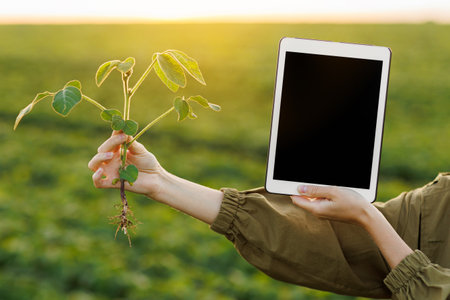 Cropped photo hands of female agronomist holds digital tablet with mockup screen and soya plant in field. Smart farming soybean technology. Modern agribusiness. Quality control growth and development.の写真素材