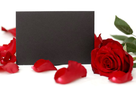 Black invitation stylish or greeting card with mockup and bright red rose flower and petals on white background. St. Valentines day celebration. Women's day. Copy space for text. Empty blankの写真素材