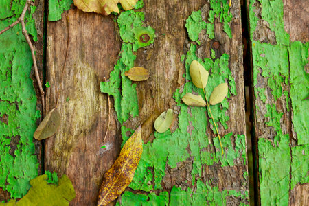 Autumn yellow fallen leaves and twigs on old wooden background texture of boards with cracked green paint. Shabby grunge wood panels, frame, flat lay. Fall season concept.の写真素材