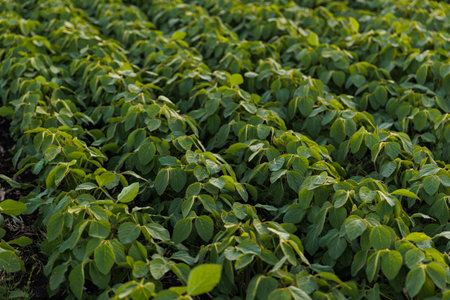 Agriculture. Soybean green plants growing in rows in cultivated field. Organic farming. Agricultural soy vegetable plantation, healthy food. Modern agribusiness. Bio lifestyle farmland.の写真素材