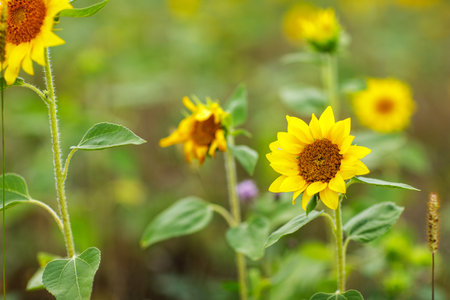 Close up of blooming sunflower heads or Helianthus annuus on summer field with yellow petals and green leaves.の写真素材