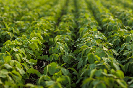 Agriculture. Soybean green plants growing in rows in cultivated field. Organic farming. Agricultural soy vegetable plantation, healthy food. Modern agribusiness. Bio lifestyle farmland.の写真素材