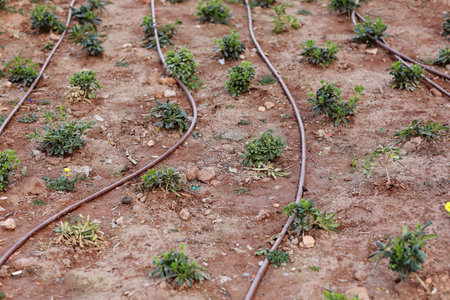 Automatic garden irrigation system with plastic pipes outdoors at garden. Green plants grow on black geotextile on soil. Concept of gardening, landscaping and spring planting. Sunshine.の写真素材