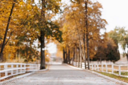 Out of focus tranquil autumn park with walkway lined surrounded by trees with yellow orange leaves, white wooden rustic fences in sunny day. Sense of peace and nature, relaxation or outdoor adventureの写真素材