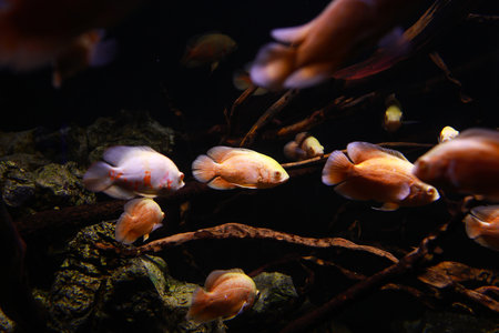 Close up white- orange ornamental fishes swimming inside freshwater aquarium. Aquatic environment of fish tank with soft artificial lighting and wooden branches decor. dark theme. Concept of pet careの写真素材