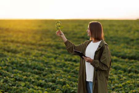 Female farmer with digital tablet holds soya plant, examines and checks at field. Agronomist...