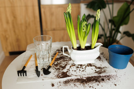 Spring houseplant care. Garden tools, hand and transplant shovel, rake, hyacinth flowers in new...