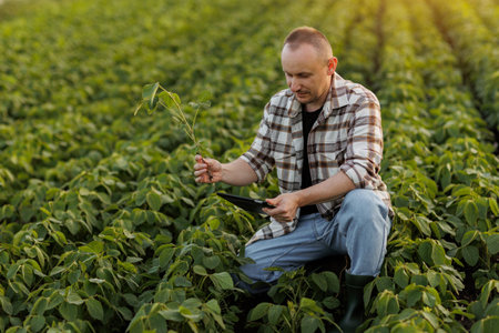 Male farmer or agronomist uses digital tablet to analyze and check the growth and disease of...