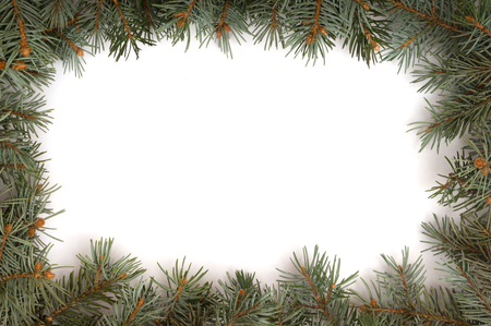 White background and Christmas tree branches aroundの写真素材