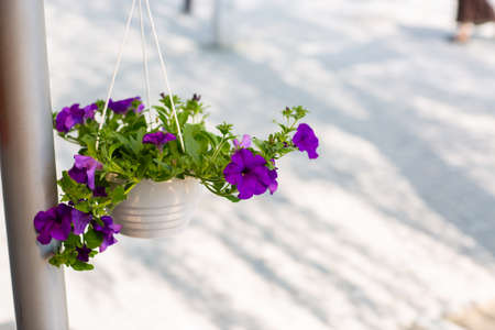 Petunia flower , Purple petals, bright, bloom, warm And bloom in the morning, space for text, focus on petals , on green background and blurred flowers, close up.の写真素材