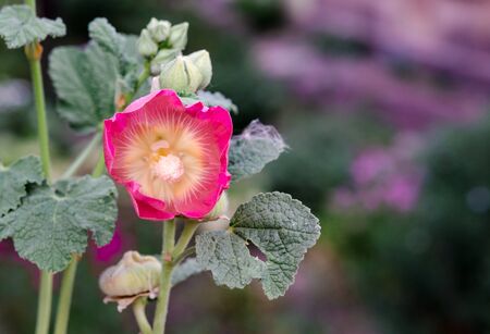 The opened garden flower on a background of a green gardenの写真素材
