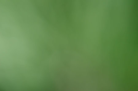 Green blur abstract background from pine