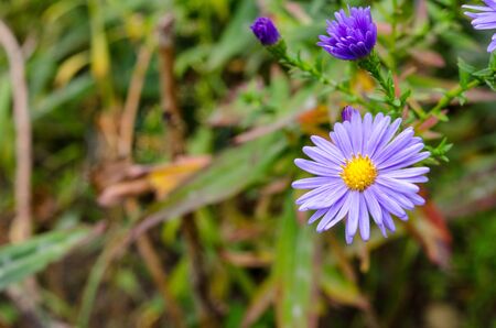 Beautiful bouquet of blue garden flowers on a green backgroundの写真素材