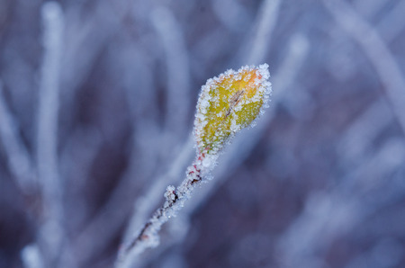 Frozen leaf on the branch under the frost. Landscape with copy spaceの写真素材