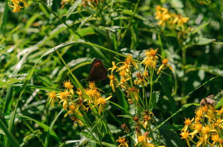 A butterfly sits on a flower. Woodland ringlet on a yellow flower. Butterfly in the natural habitat....