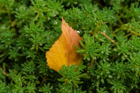 Yellow leaf on the green petals of a flower. Groundcover flowers close-up. Natural background.