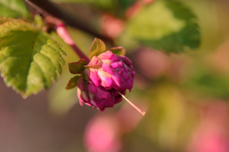 A flower of the rose blooming in the home spring garden. Close-up.の写真素材