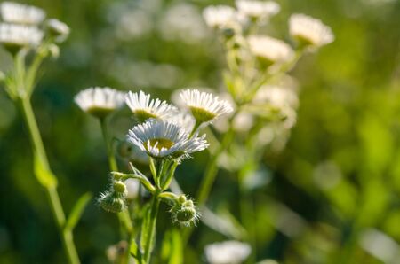 Field of camomiles at sunny day at nature. Camomile daisy flowers, field flowers, chamomile flowers, spring dayの写真素材