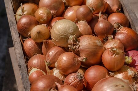 Fresh onions. Onions background. Ripe onions. Onions in marketの写真素材