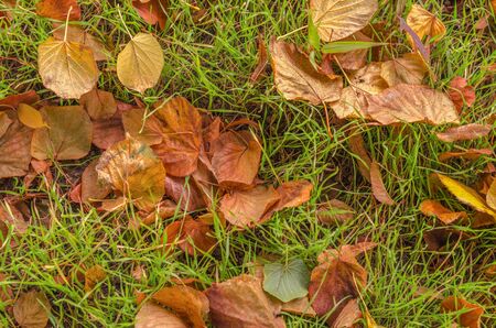 Fallen autumn leaves on the grass closeup. Dry fallen leaves. Autumn landscape.の写真素材