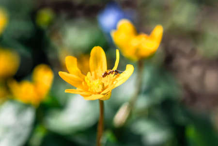 An Ant on the Blooming yellow crocus flower in the spring forest. First spring flowers close-up. Nature background.の写真素材