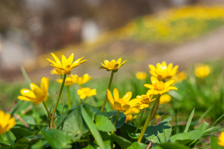 Blooming yellow crocus flowers in the spring forest. First spring flowers close-up. Nature...