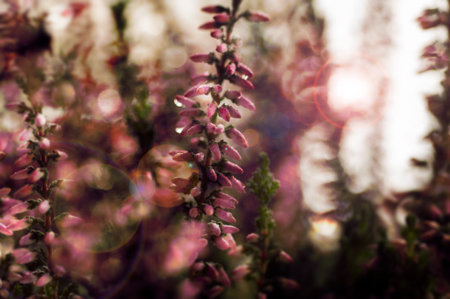 flowers on my window