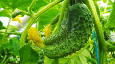 Cucumber grown in a greenhouse gives a lot of fruit, among which there are unusual in shape. Two cucumber fruits fused together. However, it has not lost its flavor and still delicious.の写真素材