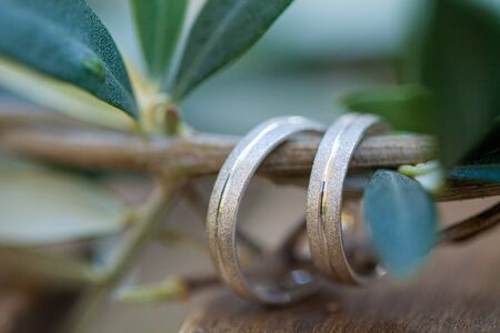 Wedding rings on the olive tree branchの写真素材