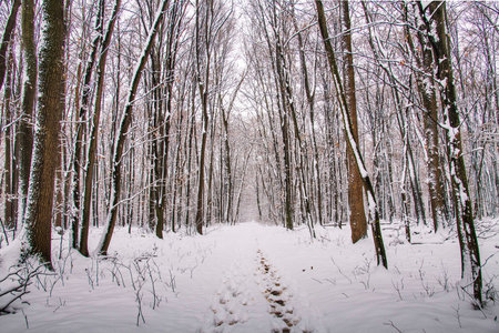 Winter landscape in the forest.A beautiful view.Snow is falling.White Christmas in Bucharest