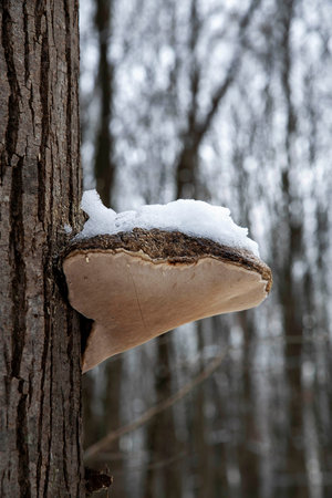 Winter landscape with falling snow. Snow forest, snow is falling. Christmas Winter New Year background magnificent scenery. Cold temperatureの写真素材