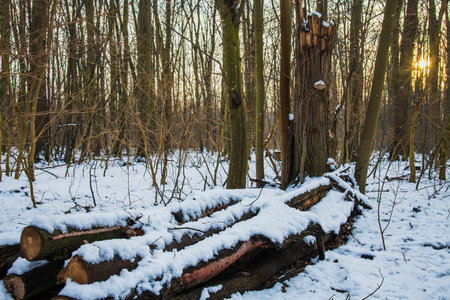 Snow is falling in the forest. Christmas season, New Year. Cold temperature.の写真素材