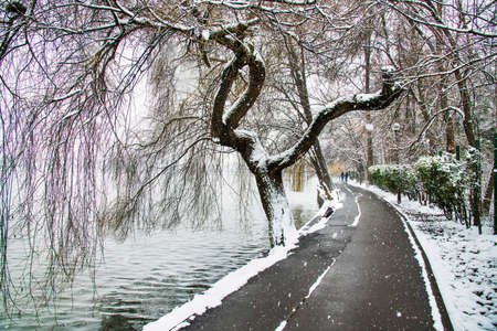 Snow time winter landscape at Herastrau park, Bucharest. Snow is falling, cold day. Beautiful dayの写真素材