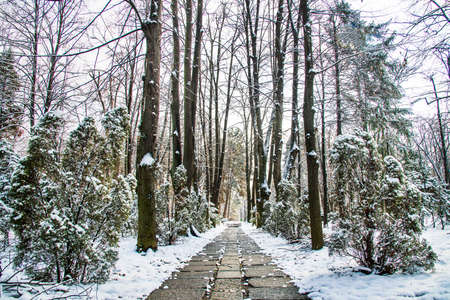Snow time winter landscape at Herastrau park, Bucharest. Snow is falling, cold day. Beautiful dayの写真素材
