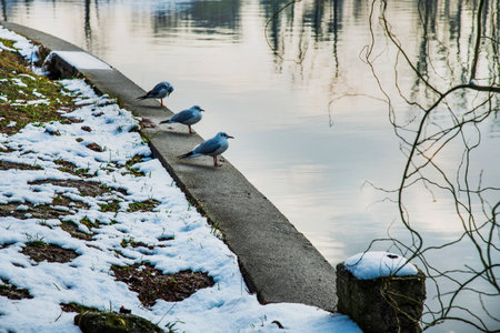 Snow time winter landscape at Herastrau park, Bucharest. Snow is falling, cold day. Beautiful dayの写真素材