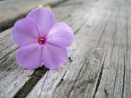 Beauty flower on grunge background close upの写真素材