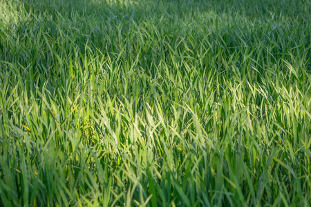 Background of a green grass. Green grass texture Green grass texture from a fieldの写真素材