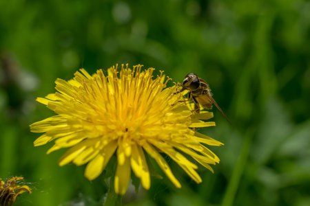 Flying honeybee collecting pollen at yellow flower.の写真素材