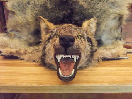 Wolf skin, stuffed wolf hanging on the bench of the hunter's castle Belarus